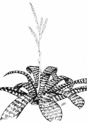 <I>Vriesea hieroglyphica</I>